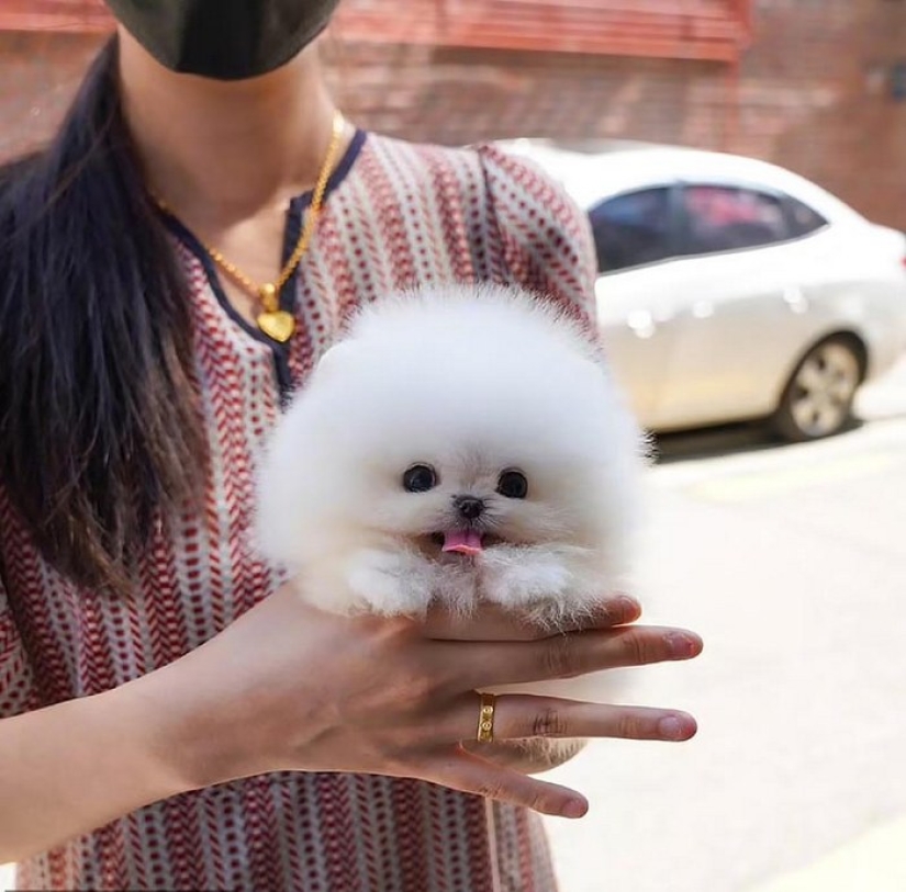 When mimicry rolls over: Pomeranian Snowball When mimicry rolls over: Pomeranian Snowball