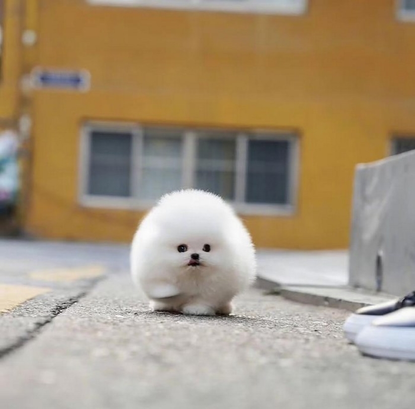 When mimicry rolls over: Pomeranian Snowball When mimicry rolls over: Pomeranian Snowball