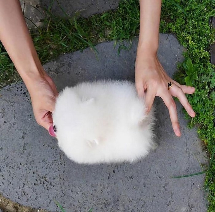 When mimicry rolls over: Pomeranian Snowball When mimicry rolls over: Pomeranian Snowball