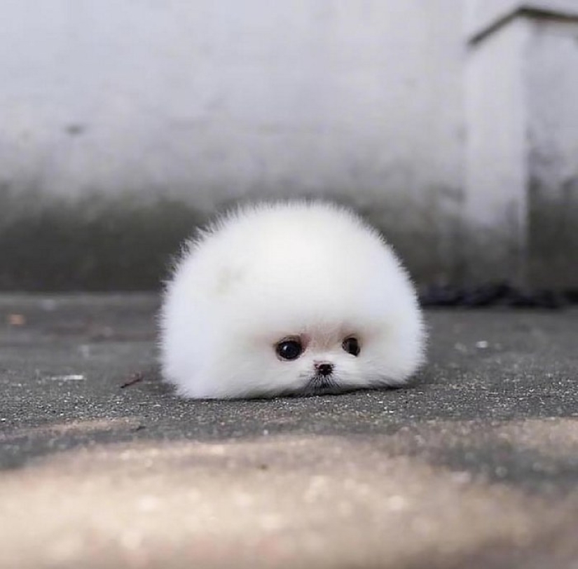 When mimicry rolls over: Pomeranian Snowball When mimicry rolls over: Pomeranian Snowball