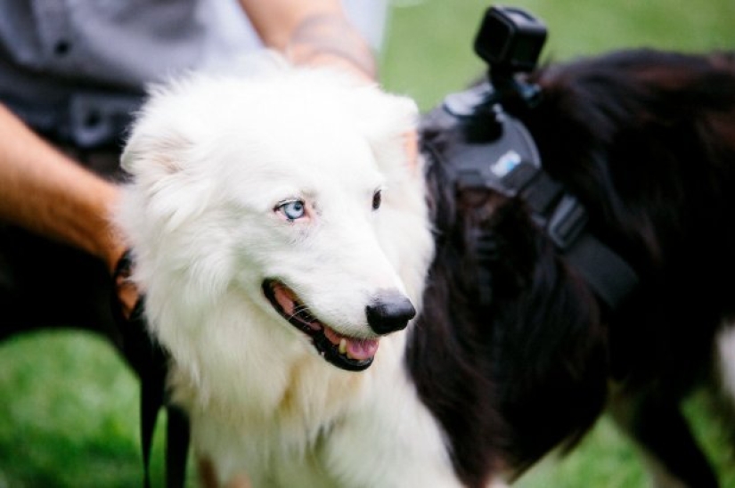 When the operator has paws: the couple instructed their dog to shoot the wedding