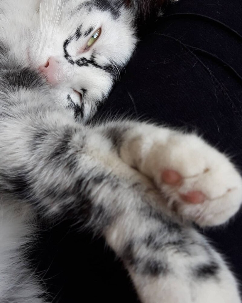 When vitiligo is beautiful: what does a cat with a pigmentation disorder look like?