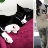 When vitiligo is beautiful: what does a cat with a pigmentation disorder look like?