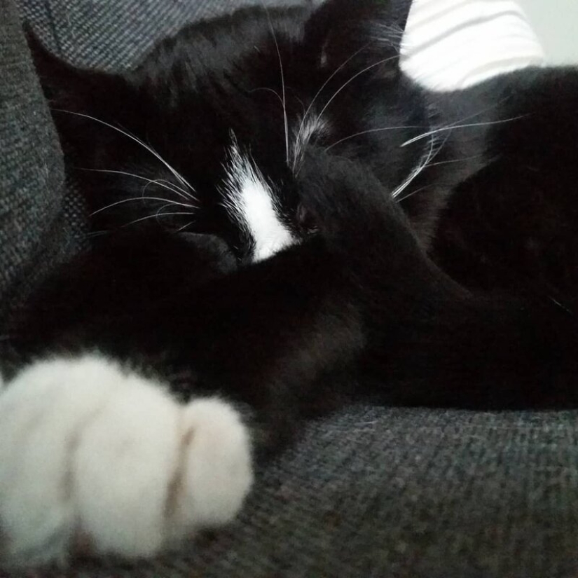 When vitiligo is beautiful: what does a cat with a pigmentation disorder look like?