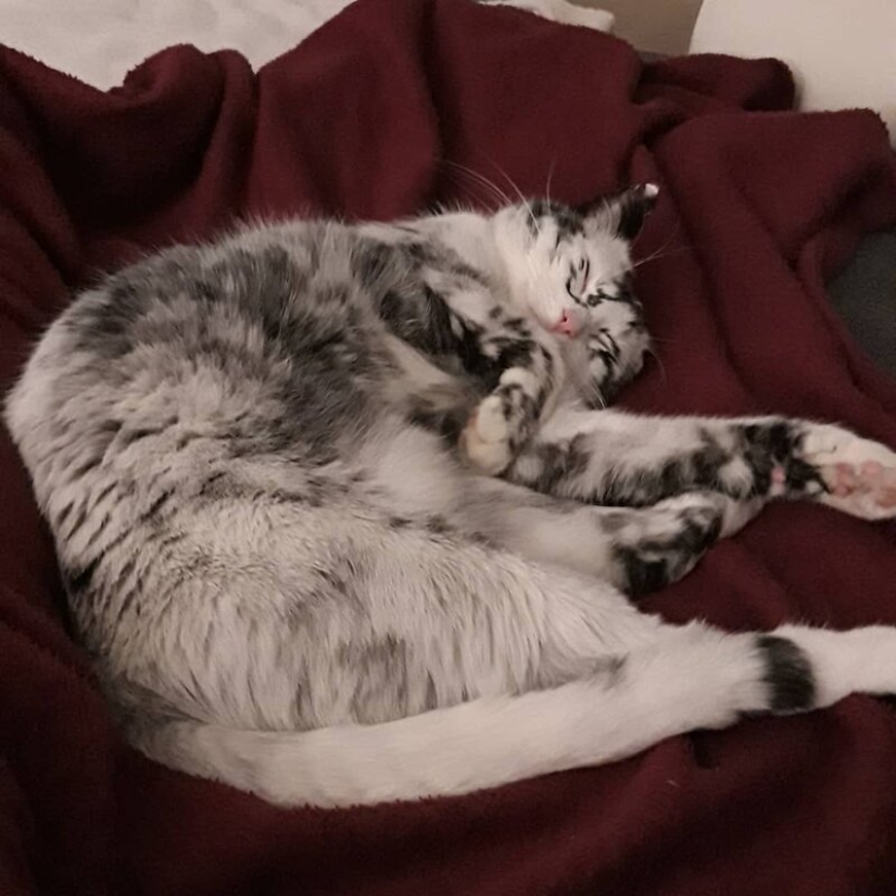 When vitiligo is beautiful: what does a cat with a pigmentation disorder look like?