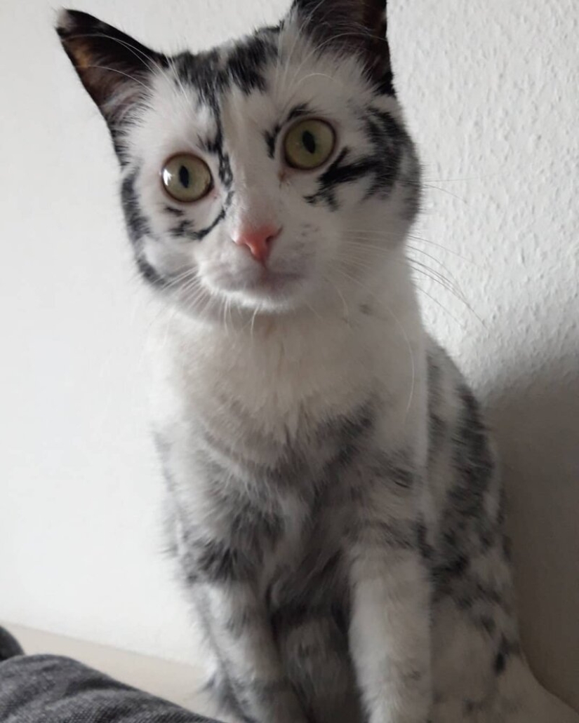 When vitiligo is beautiful: what does a cat with a pigmentation disorder look like?