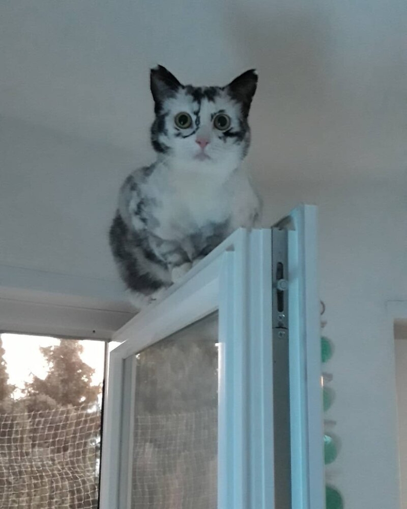 When vitiligo is beautiful: what does a cat with a pigmentation disorder look like?