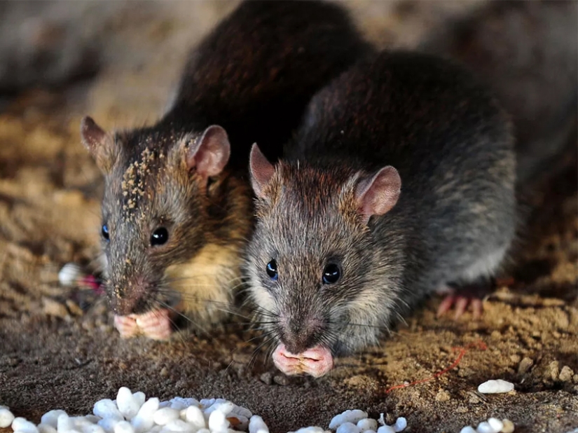 Which of the animals could take over the world after the death of mankind?