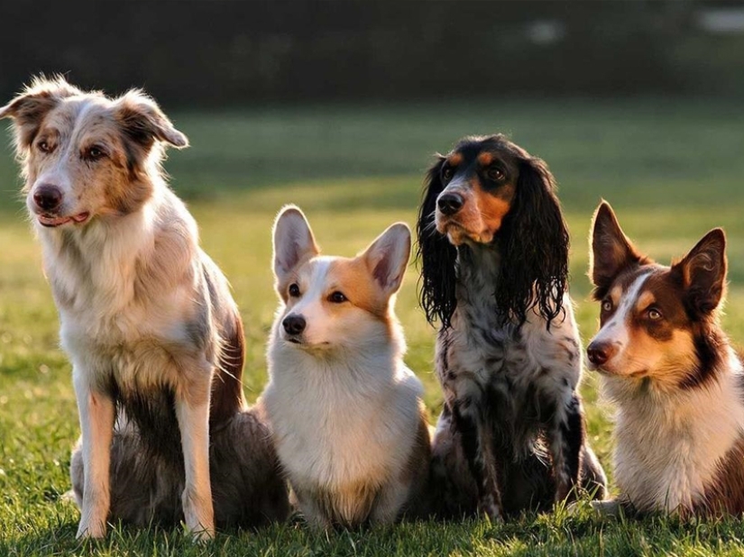 Which of the animals could take over the world after the death of mankind?