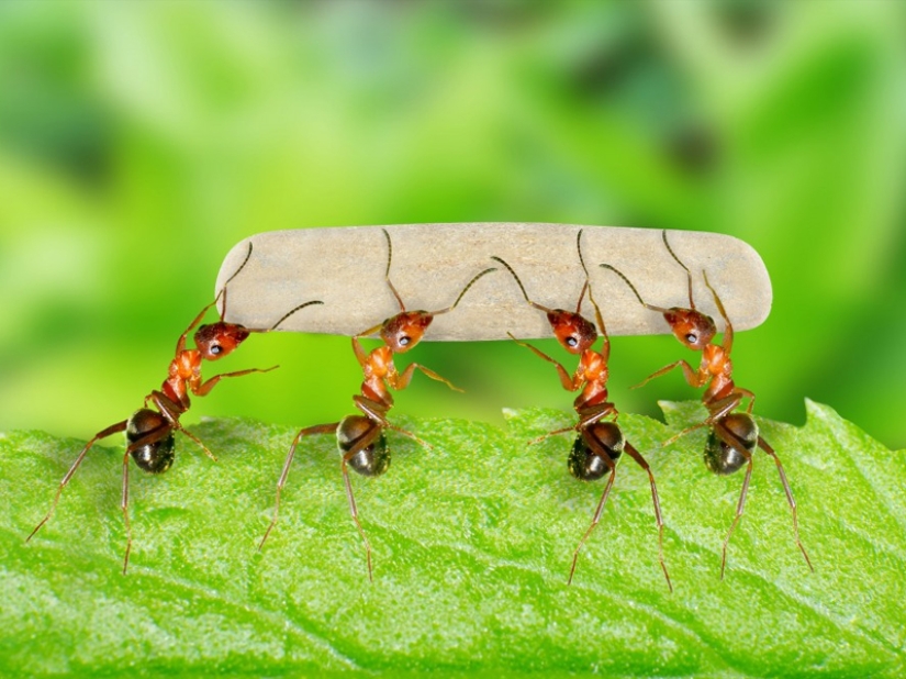 Which of the animals could take over the world after the death of mankind?