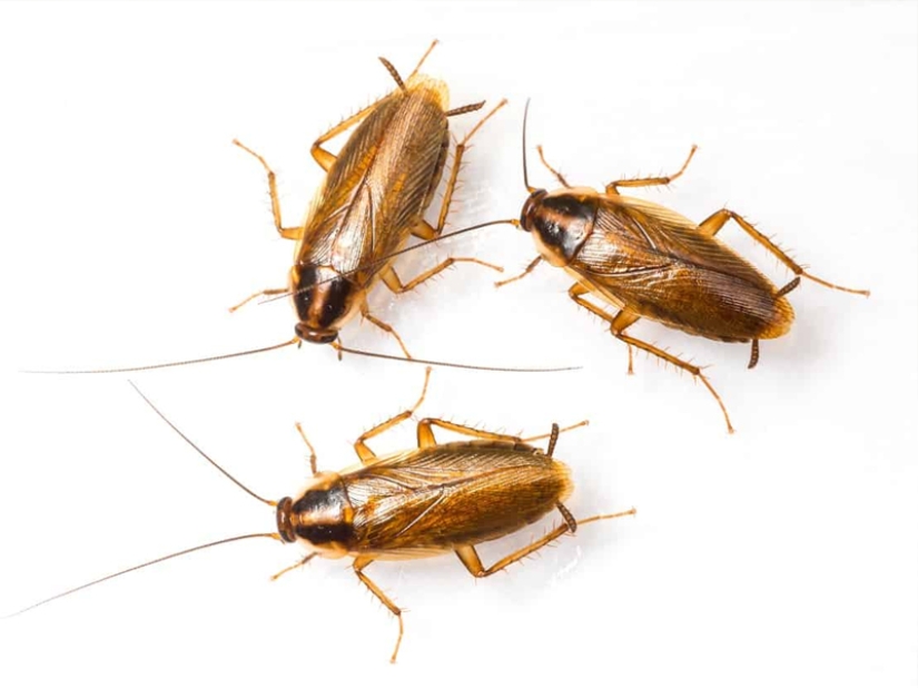 Which of the animals could take over the world after the death of mankind?