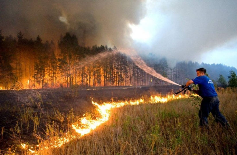 Why are forests burning? Experts named the reason for the deterioration of the fire situation on the planet Why are forests burning? Experts named the reason for the deterioration of the fire situation on the planet