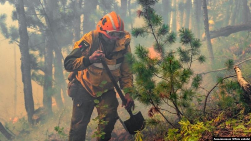 Why are forests burning? Experts named the reason for the deterioration of the fire situation on the planet Why are forests burning? Experts named the reason for the deterioration of the fire situation on the planet