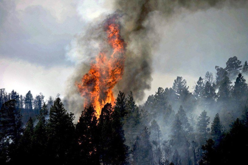 Why are forests burning? Experts named the reason for the deterioration of the fire situation on the planet Why are forests burning? Experts named the reason for the deterioration of the fire situation on the planet