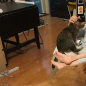 Why do father, daughter, dog and cat take the same photo every year for a decade