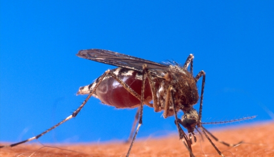 Why do mosquitoes choose you? 10 Victim Selection Factors