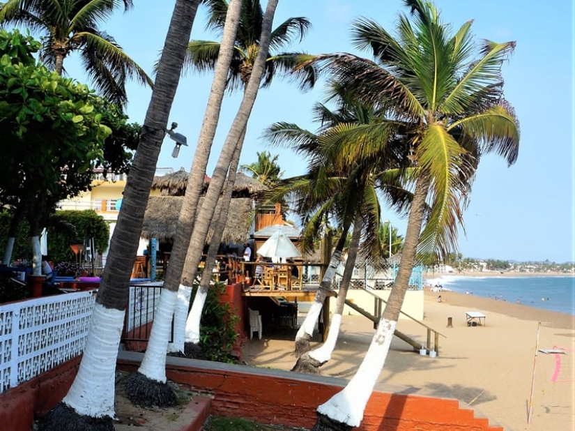 Why Do People Paint Tree Trunks White?