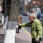 Why Do People Paint Tree Trunks White? Why Do People Paint Tree Trunks White?