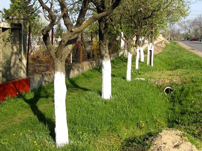 Why Do People Paint Tree Trunks White?