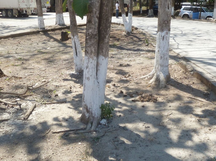 Why Do People Paint Tree Trunks White?