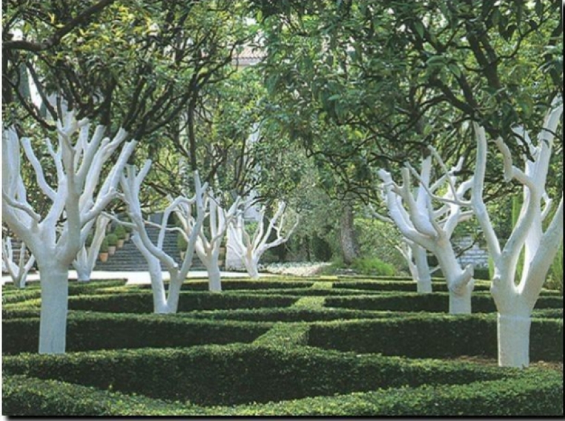 Why Do People Paint Tree Trunks White?