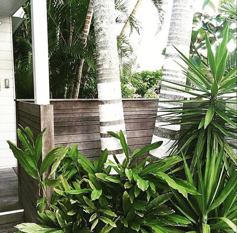 Why Do People Paint Tree Trunks White?