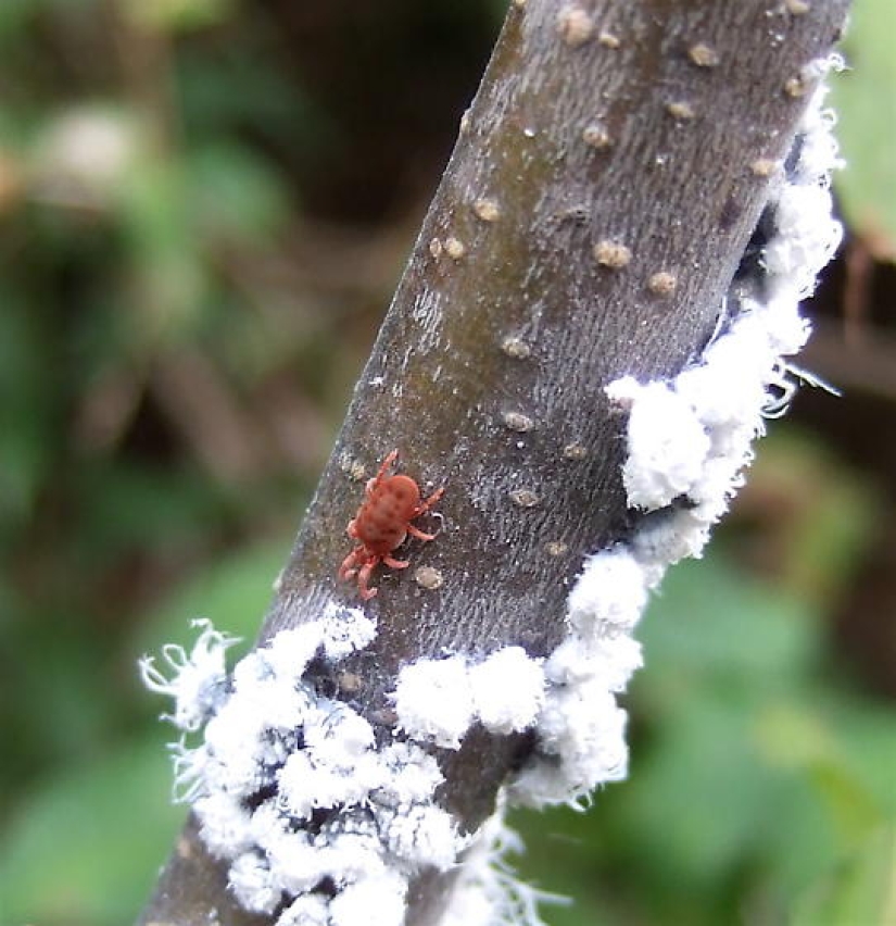 Why Do People Paint Tree Trunks White?