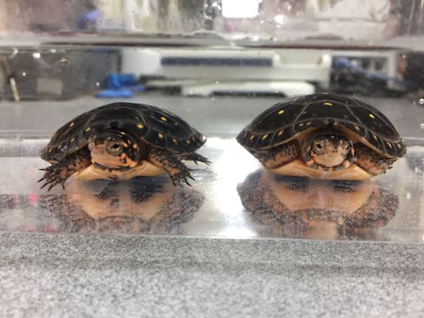 Why do we see faces everywhere