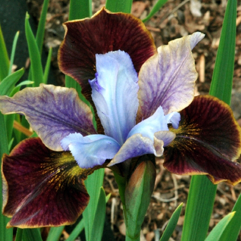 Why doesn't anyone ask men what their favorite flowers are? Why doesn't anyone ask men what their favorite flowers are?