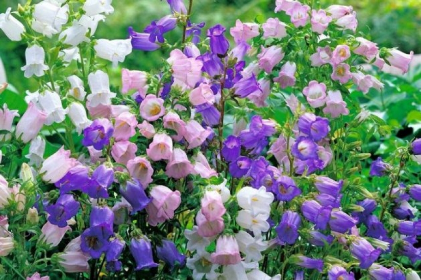 Why doesn't anyone ask men what their favorite flowers are? Why doesn't anyone ask men what their favorite flowers are?