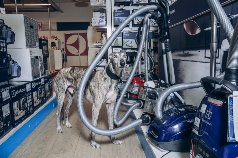 Why Finns are drawn to having domestic moose Why Finns are drawn to having domestic moose