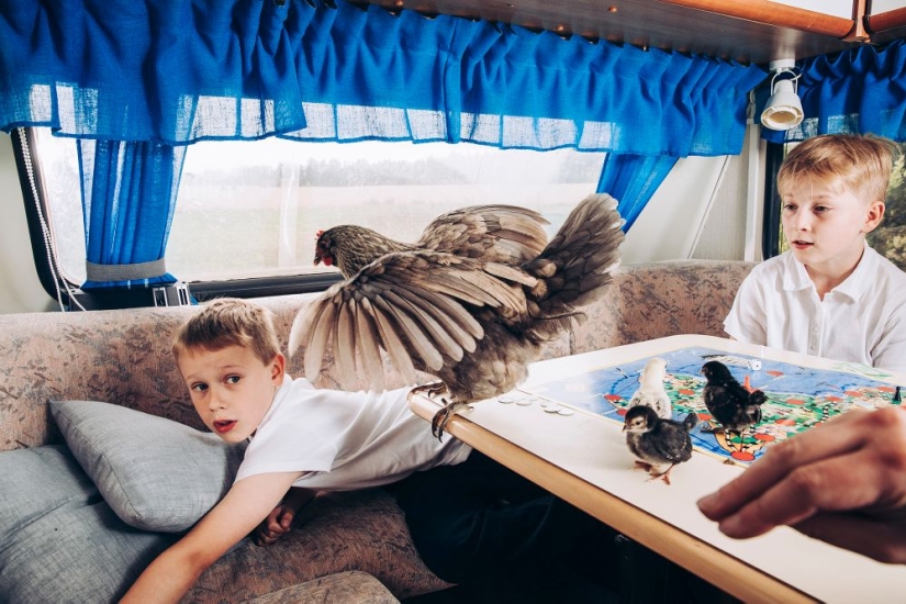 Why Finns are drawn to having domestic moose Why Finns are drawn to having domestic moose