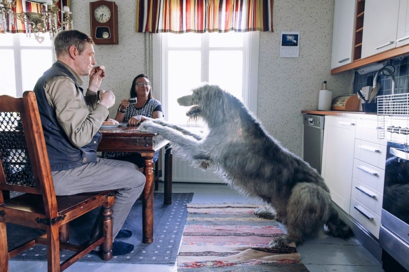 Why Finns are drawn to having domestic moose Why Finns are drawn to having domestic moose