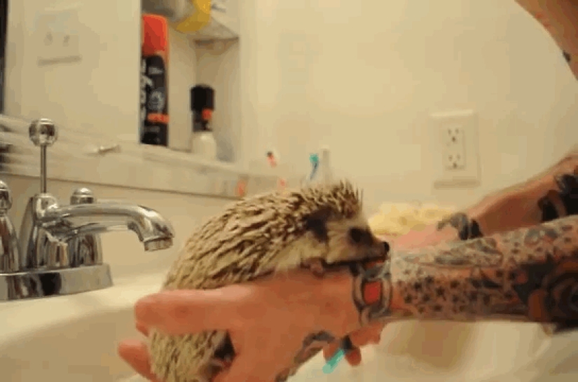 Why hedgehogs are better than cats Why hedgehogs are better than cats