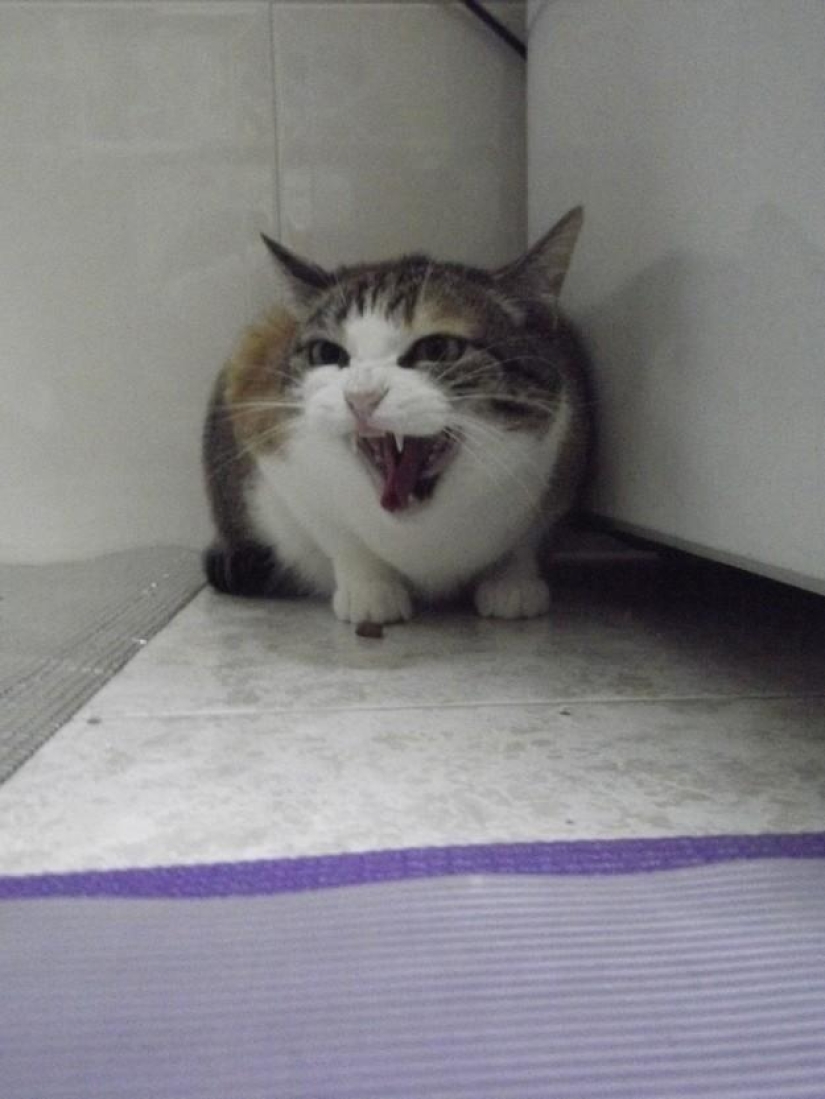 Why hedgehogs are better than cats Why hedgehogs are better than cats