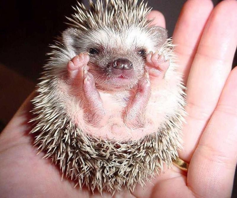 Why hedgehogs are better than cats Why hedgehogs are better than cats