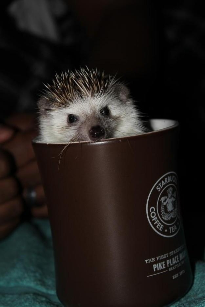 Why hedgehogs are better than cats Why hedgehogs are better than cats