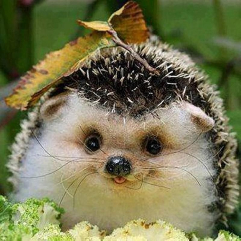 Why hedgehogs are better than cats Why hedgehogs are better than cats