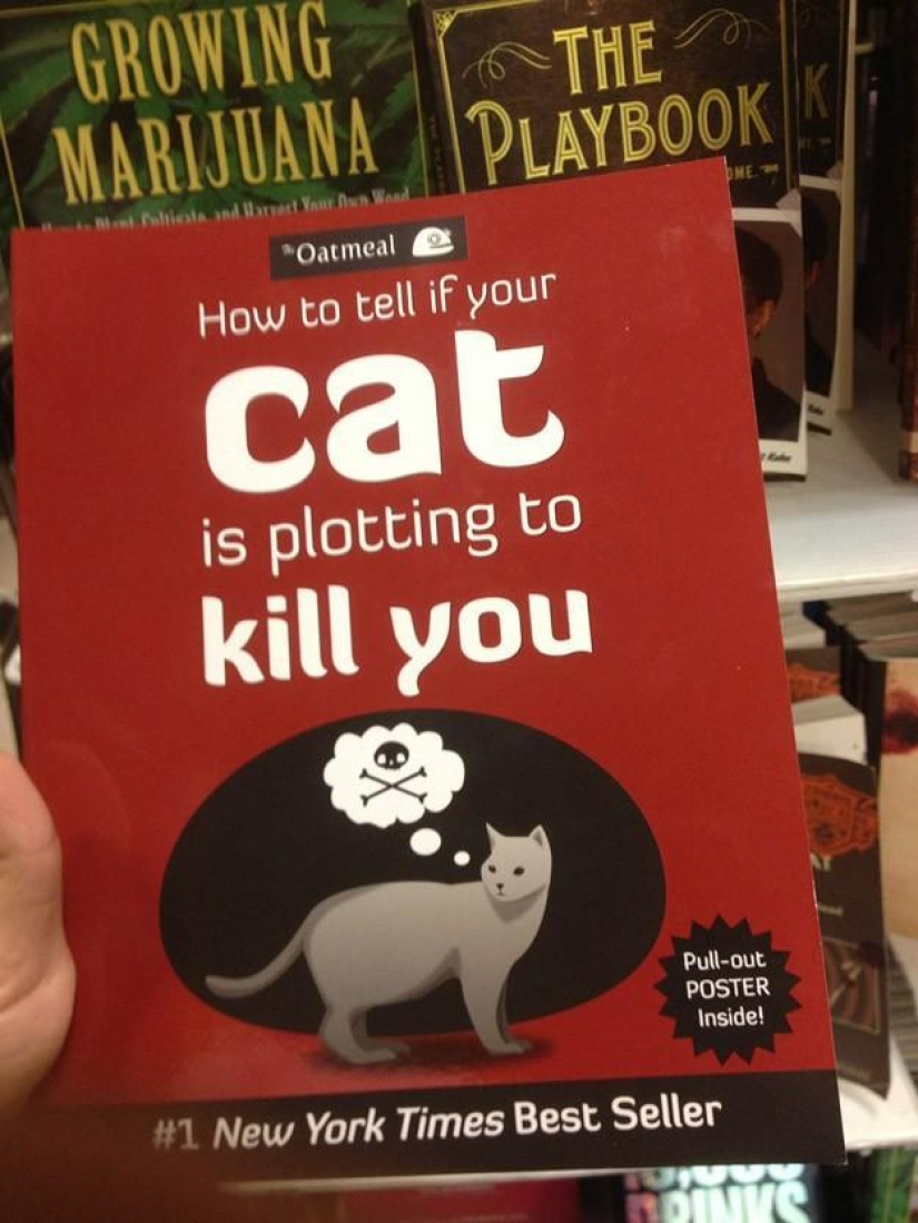 Why hedgehogs are better than cats Why hedgehogs are better than cats