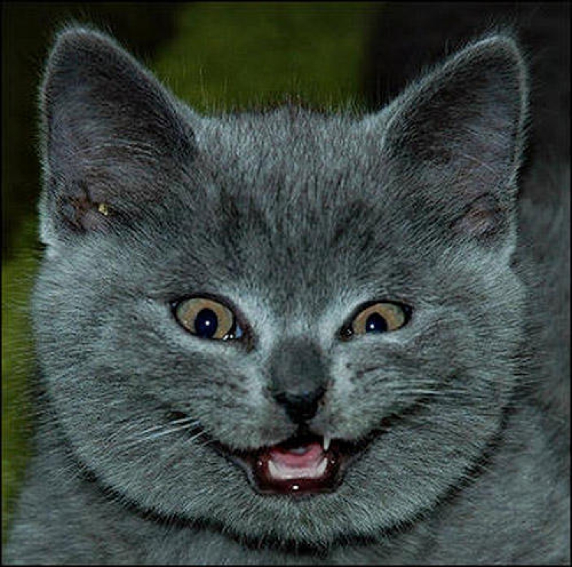 Why hedgehogs are better than cats Why hedgehogs are better than cats