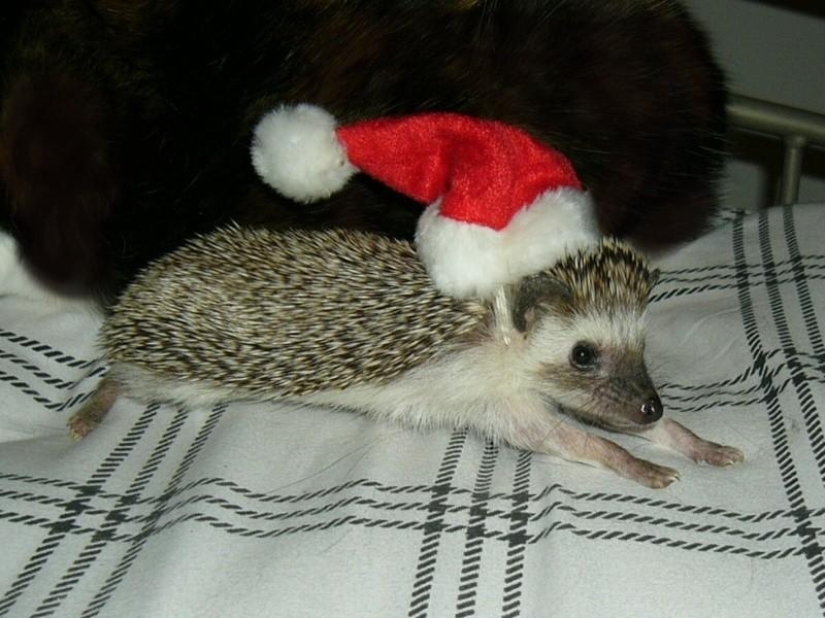 Why hedgehogs are better than cats Why hedgehogs are better than cats