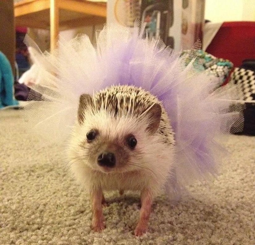 Why hedgehogs are better than cats Why hedgehogs are better than cats