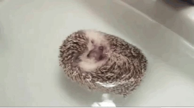 Why hedgehogs are better than cats Why hedgehogs are better than cats