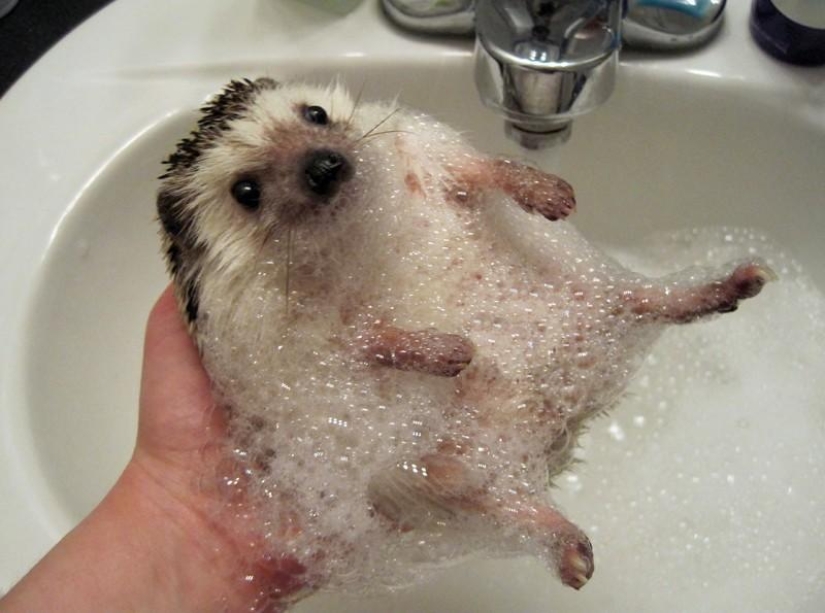 Why hedgehogs are better than cats Why hedgehogs are better than cats