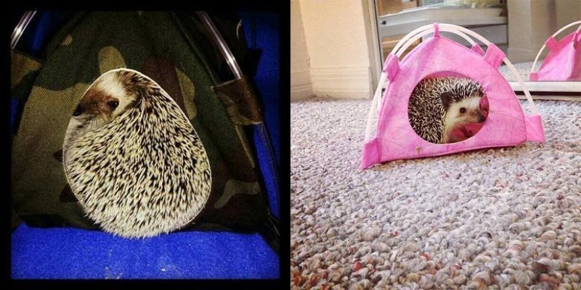 Why hedgehogs are better than cats Why hedgehogs are better than cats
