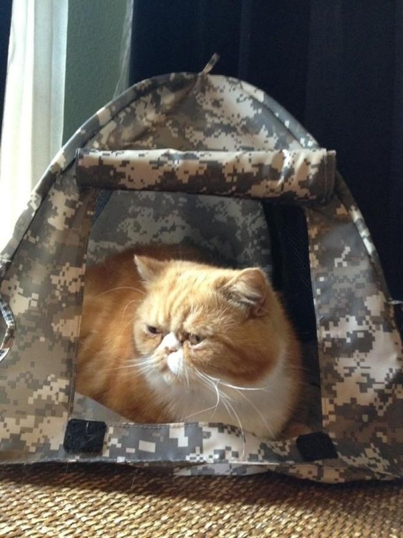 Why hedgehogs are better than cats Why hedgehogs are better than cats