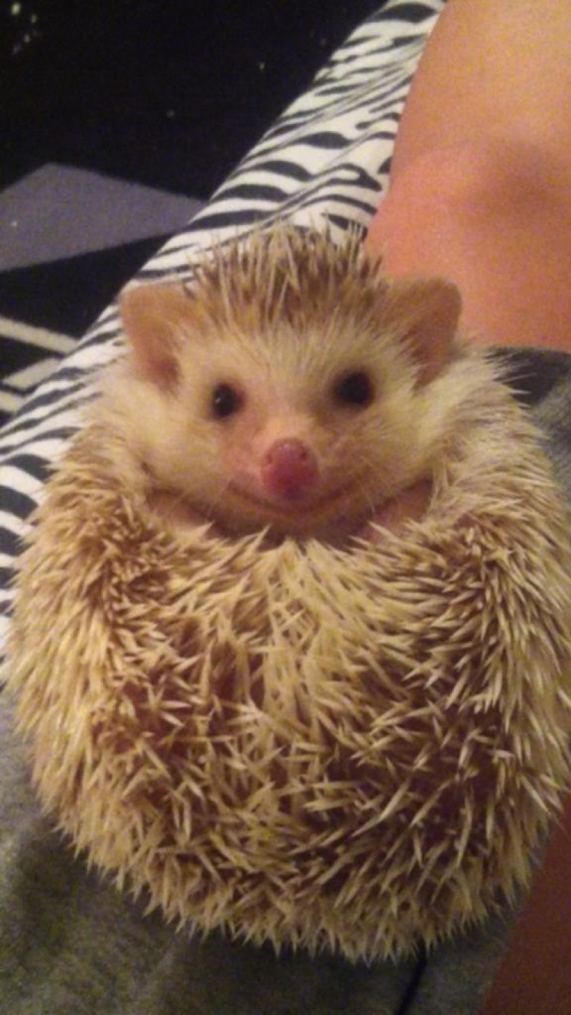 Why hedgehogs are better than cats Why hedgehogs are better than cats