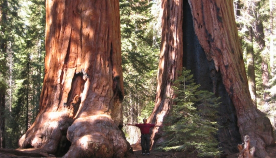 Why no one has seen how the tallest centenarians — sequoias - die Why no one has seen how the tallest centenarians — sequoias - die