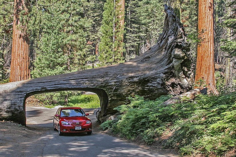 Why no one has seen how the tallest centenarians — sequoias - die