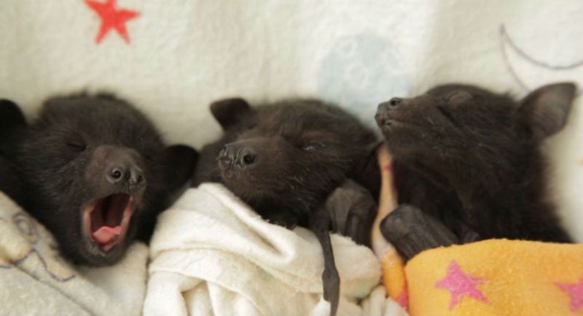 Why we are no longer afraid of bats